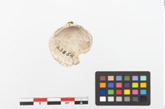 Foto von Muschelschale (NHMW-PRAE-023864)